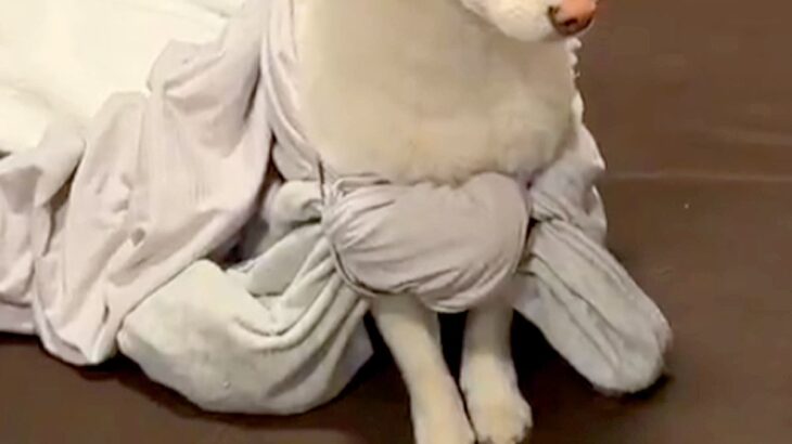 女の子の遊びに付き合う保護犬→そのまま取り残され…あまりにもシュールな光景に爆笑「虚無感がとても良い」「ご利益ありそうｗ」と3万いいね(ブログ)