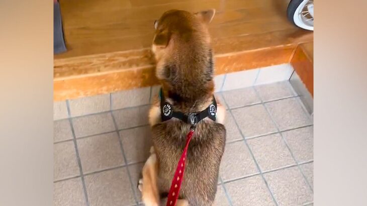 おじいちゃんおばあちゃんLOVEな犬→玄関先で声が聞こえただけで…無償の愛を感じる光景が18万再生「純粋で心底可愛い」「うちにも来て」(ブログ)