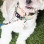 3頭の大型犬に囲まれた小型犬→想像以上にビビって…まるでアニメのような『表情』が24万再生「目が物語ってるｗ」「可愛すぎて笑っちゃった」(ブログ)