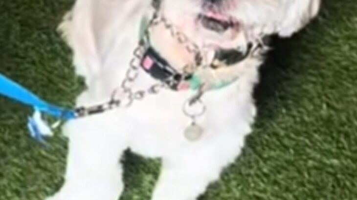 3頭の大型犬に囲まれた小型犬→想像以上にビビって…まるでアニメのような『表情』が24万再生「目が物語ってるｗ」「可愛すぎて笑っちゃった」(ブログ)