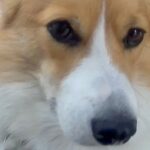 お留守番中の犬をペットカメラで確認→ひとり健気に待ち続けて…「泣ける」「気持ちわかる…」「絶対に幸せ」切なくて愛おしい光景に反響(ブログ)