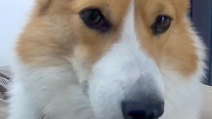 お留守番中の犬をペットカメラで確認→ひとり健気に待ち続けて…「泣ける」「気持ちわかる…」「絶対に幸せ」切なくて愛おしい光景に反響(ブログ)