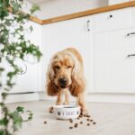 犬がご飯を『好き嫌いする』理由4つ　フードを食べてくれないときの対処法まで(ブログ)