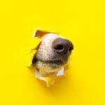 犬が狭いところに鼻を突っ込みたがる『5つの理由』隙間を気にする心理や注意点までご紹介(ブログ)