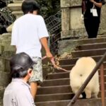 犬と一緒に『379段の階段を登った』結果→やる気に満ち溢れていたのに…まさかの展開が53万再生「米俵で草」「最後の顔ｗｗ」と爆笑の声も(ブログ)