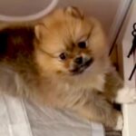 一目惚れした『セーブルカラーの赤ちゃん犬』を飼った結果→想像と違いすぎる『まさかの成長』が8万再生「元の色どこ行ったｗ」「キツネ？」(ブログ)