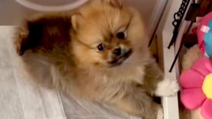 一目惚れした『セーブルカラーの赤ちゃん犬』を飼った結果→想像と違いすぎる『まさかの成長』が8万再生「元の色どこ行ったｗ」「キツネ？」(ブログ)