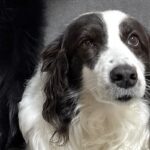 【話題の犬】静かに座る姉犬の後ろで、弟犬が…「何事なのｗｗｗ」「衣装着てるみたいｗ」まさかの『踊り狂う光景』に1万7000いいね集まる(ブログ)