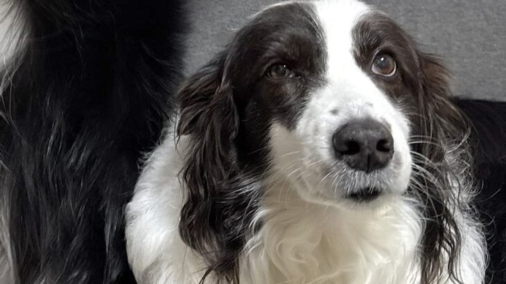 【話題の犬】静かに座る姉犬の後ろで、弟犬が…「何事なのｗｗｗ」「衣装着てるみたいｗ」まさかの『踊り狂う光景』に1万7000いいね集まる(ブログ)