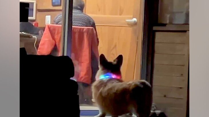 隣に住むおじいちゃんに『オヤツ』を貰いにきた犬→気づいてもらえずに⋯『哀愁漂う光景』が切ないと81万再生「なんて愛おしい」「健気だ…」(ブログ)