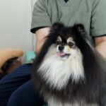 犬が『おしりをぶつけてくる』心理５選　どんな意味があるの？飼い主がすべき対応まで(ブログ)