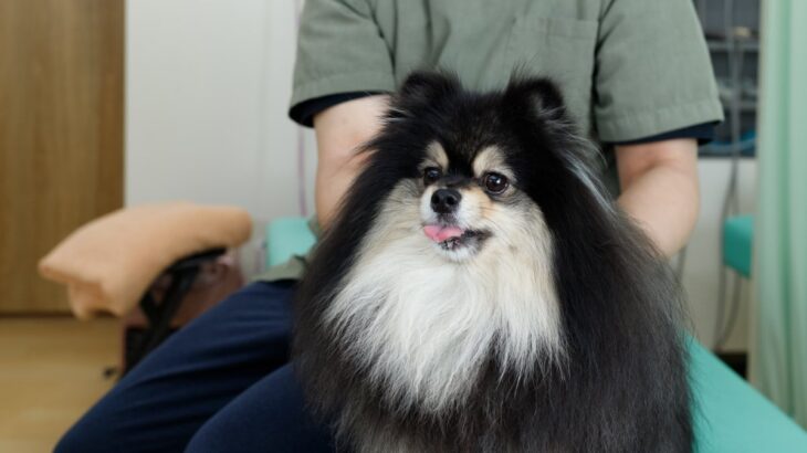 犬が『おしりをぶつけてくる』心理５選　どんな意味があるの？飼い主がすべき対応まで(ブログ)