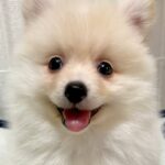『大きくならない』と言われた小型犬を飼った結果→驚異の成長を遂げた『ビフォーアフター』に反響「最高に可愛い」「なんて幸せな顔」と2万再生(ブログ)