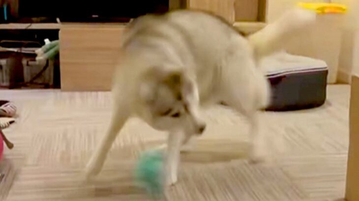 ハスキー犬にボールを投げたら→野球選手並みの『豪速球』で投げ返してくる光景が16万表示「トルネード投法ｗｗｗ」「コントロール良くて草」(ブログ)