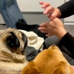 『親指が消えるマジック』を犬に披露する父→あまりにも『ピュアすぎるリアクション』が18万再生「探しにいくの草」「可愛すぎw」と絶賛の声(ブログ)