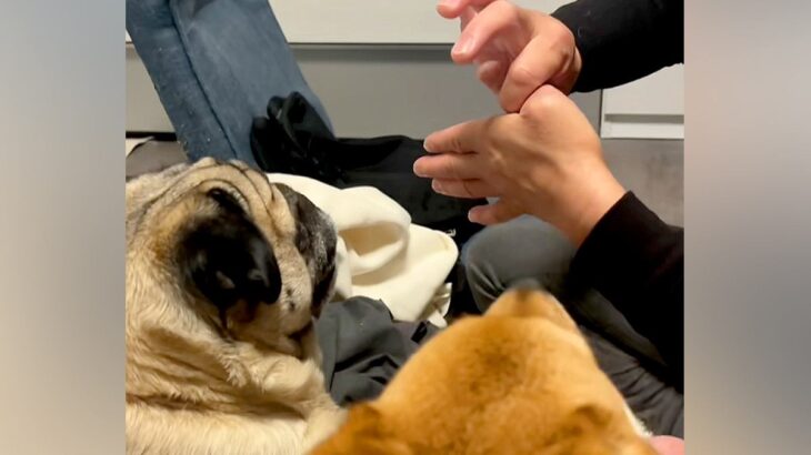 『親指が消えるマジック』を犬に披露する父→あまりにも『ピュアすぎるリアクション』が18万再生「探しにいくの草」「可愛すぎw」と絶賛の声(ブログ)