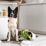 『犬を飼って後悔してしまう』理由５選　愛犬との生活で大変なことや迎える前に知っておくべき現実とは？(ブログ)