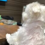 パパがお出かけすると、犬がテレビを見ながら帰りを待って…まるで『人間の子どものような光景』に反響「可愛すぎる」「ツンデレぶりが最高ｗ」(ブログ)