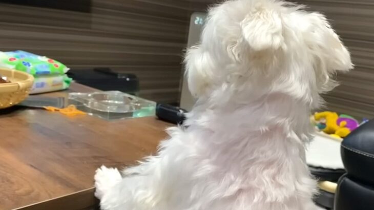 パパがお出かけすると、犬がテレビを見ながら帰りを待って…まるで『人間の子どものような光景』に反響「可愛すぎる」「ツンデレぶりが最高ｗ」(ブログ)
