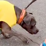 『世界一凶暴』と言われる犬種と『小さな男の子』が一緒に暮らした結果…『想像と真逆すぎる光景』に反響「子供ファースト」「子守犬」と絶賛(ブログ)