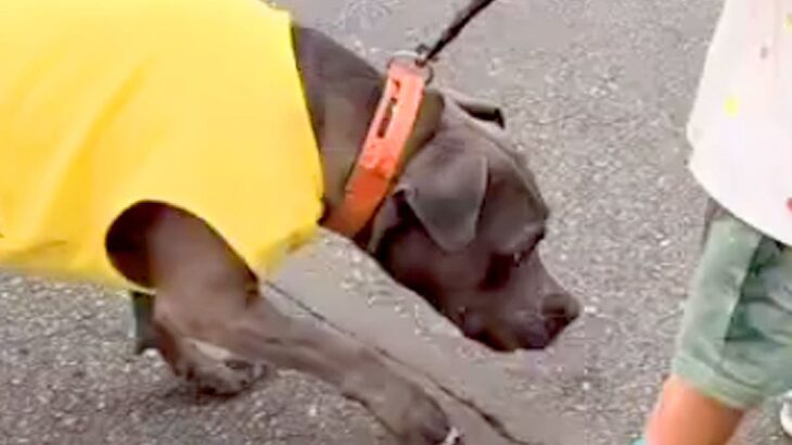 『世界一凶暴』と言われる犬種と『小さな男の子』が一緒に暮らした結果…『想像と真逆すぎる光景』に反響「子供ファースト」「子守犬」と絶賛(ブログ)