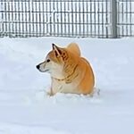 雪の中で動けなくなった犬→普段はおバカなハスキー犬が『ピンチだ』と駆けつけて…感動的な光景が80万再生「泣いた」「兄弟愛がすごい」と称賛(ブログ)