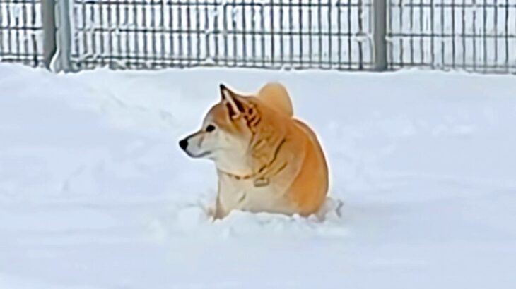雪の中で動けなくなった犬→普段はおバカなハスキー犬が『ピンチだ』と駆けつけて…感動的な光景が80万再生「泣いた」「兄弟愛がすごい」と称賛(ブログ)