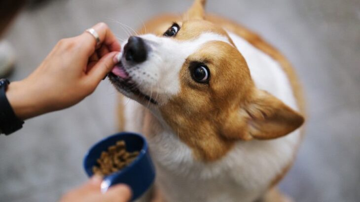 犬に絶対NGな『ご褒美』4選　危険な症状を引き起こす可能性も…代わりに与えるべきものまで(ブログ)