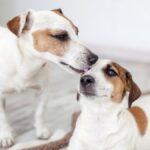 犬が他の犬を舐める『5つの心理』放っておいて大丈夫？しつこくペロペロしているときの対応まで(ブログ)