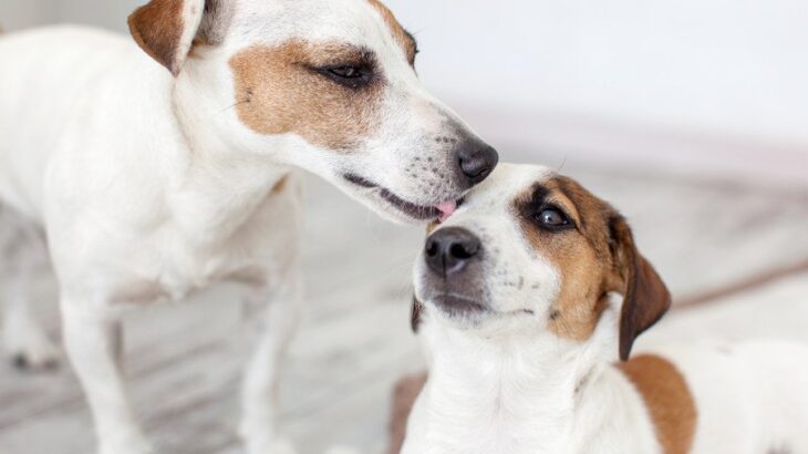 犬が他の犬を舐める『5つの心理』放っておいて大丈夫？しつこくペロペロしているときの対応まで(ブログ)