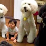 3匹の大型犬と一緒に育った赤ちゃん→涙が出るほど愛おしい『6年間の成長記録』が30万再生「愛が渋滞してる…」「素敵な思い出いっぱい」(ブログ)