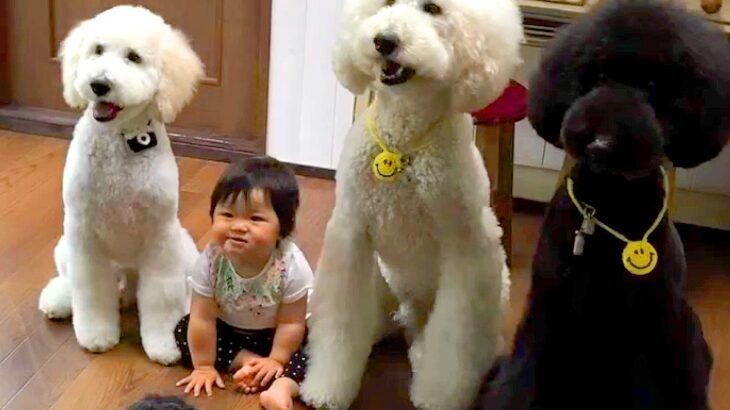 3匹の大型犬と一緒に育った赤ちゃん→涙が出るほど愛おしい『6年間の成長記録』が30万再生「愛が渋滞してる…」「素敵な思い出いっぱい」(ブログ)