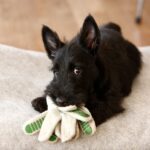 犬があなたを『チラ見』する心理4選　愛犬と目があったときに飼い主がすべき対応まで(ブログ)