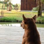 犬が『放心状態』でぼーっとしてるときの心理4つ　無気力状態になってしまう理由や対処法まで(ブログ)