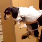 結婚式で『指輪を渡す大役』を任された犬→運んでくれると思ったら…応援したくなる『一生懸命な光景』が25万再生「可愛すぎ」「お利口さん」(ブログ)