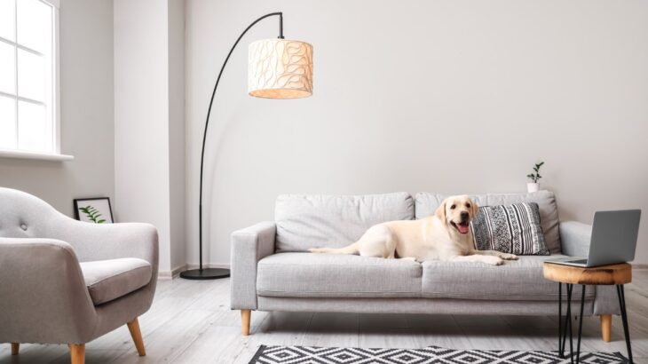 犬が『飼い主の席を横取りする』心理5つ　どんな意味があるの？注意すべき行動まで解説(ブログ)