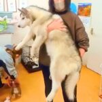 18キロまで成長した『売れ残りの大型犬』を飼った結果…「なんか泣けた」「心から感謝」素敵な家族に迎え入れられた1匹のワンコがSNSで話題(ブログ)