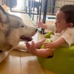 『赤ちゃんが突然泣き出した』と思ったら、そばにいるハスキー犬に…愛おしすぎる『泣いていた理由』と尊い光景が195万再生「最高の兄ちゃん」(ブログ)