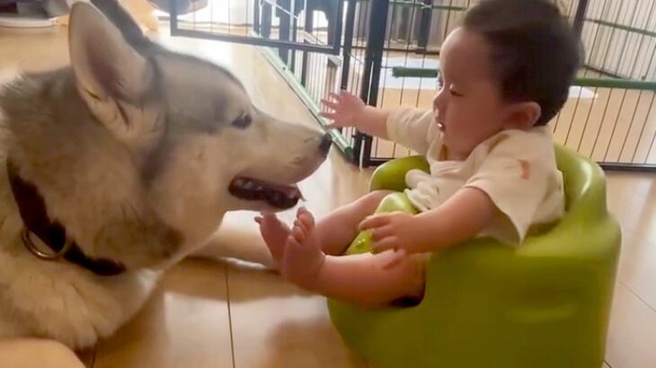『赤ちゃんが突然泣き出した』と思ったら、そばにいるハスキー犬に…愛おしすぎる『泣いていた理由』と尊い光景が195万再生「最高の兄ちゃん」(ブログ)