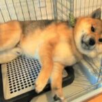 雨の日の散歩が嫌すぎる犬→『絶対に行かない』と駄々をこねて…まさかの『人間味のある拒否の仕方』に爆笑「よほど嫌なんだｗ」「笑ったｗｗ」(ブログ)