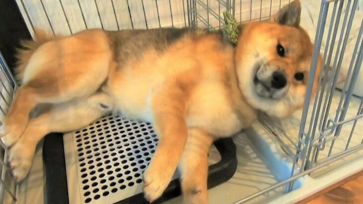 雨の日の散歩が嫌すぎる犬→『絶対に行かない』と駄々をこねて…まさかの『人間味のある拒否の仕方』に爆笑「よほど嫌なんだｗ」「笑ったｗｗ」(ブログ)