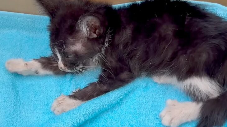 道端で意識を失っていた子猫を保護→『大型犬が教育した』結果…まさかの『影響を受け過ぎてしまった光景』が61万再生「犬化してる」「尊い…」(ブログ)