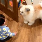 廊下に出て行こうとする赤ちゃん→犬が『危険だ』と気づいて…必死に守ろうとする光景に反響「危ないよって教えてる」「お世話してて可愛い」(ブログ)