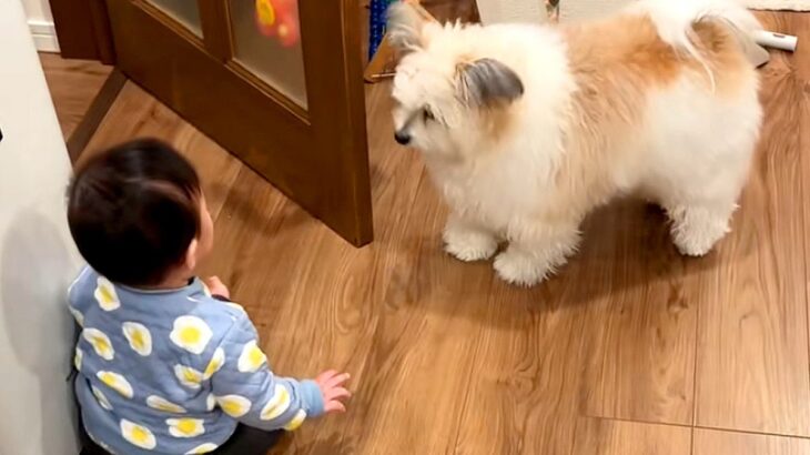 廊下に出て行こうとする赤ちゃん→犬が『危険だ』と気づいて…必死に守ろうとする光景に反響「危ないよって教えてる」「お世話してて可愛い」(ブログ)