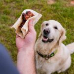 犬が肥満になってしまう原因4つ　飼い主がやりがちなNG行為や太り過ぎによる悪影響まで(ブログ)