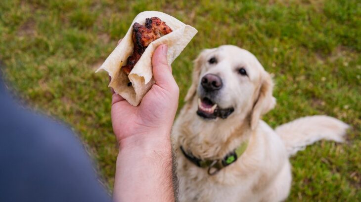 犬が肥満になってしまう原因4つ　飼い主がやりがちなNG行為や太り過ぎによる悪影響まで(ブログ)
