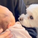 生まれたての赤ちゃんと初めて会った犬→気づいた瞬間…素敵すぎる『まさかの反応』に「優しいお兄さんに見えてきた」「成長が楽しみ」と反響(ブログ)