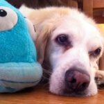 犬も『ヤキモチ』を焼いたりするの？嫉妬を見極めるポイントや注意すべき行動まで解説(ブログ)