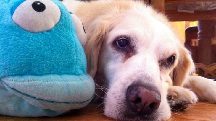 犬も『ヤキモチ』を焼いたりするの？嫉妬を見極めるポイントや注意すべき行動まで解説(ブログ)