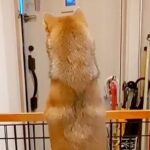 パパの車の音が聞こえると、玄関でスタンバイする犬→あまりにも尊い『後ろ姿』と再会の瞬間が21万再生「パパ絶対嬉しい」「超かわいい」(ブログ)